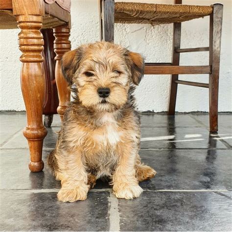 Puppies have been raised in a family style home. . Puppies for sale perth